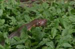 amazonas anaconda 