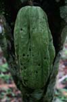 amazonas fruits cacao beans 