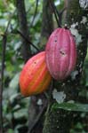 amazonas fruits cacao beans 