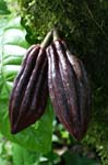 amazonas fruits cacao beans 