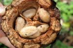 amazonas fruits cacao beans 