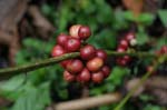 amazonas fruits coffee beans 