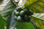 amazonas fruits coffee beans 