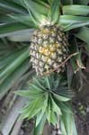 amazonas fruits pineapple