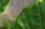 amazonas insects 