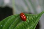 amazonas insects 