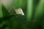 amazonas insects 