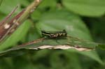 amazonas insects 