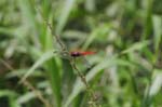 amazonas insects 