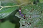 amazonas insects 