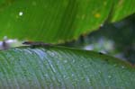 amazonas insects gecko