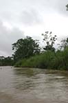 amazonas jungle 