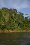 amazonas jungle 