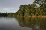 amazonas jungle 