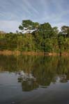 amazonas jungle 