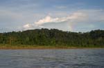 amazonas jungle 