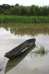 amazonas jungle 