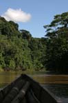 amazonas jungle 