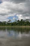 amazonas jungle 