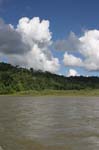 amazonas jungle 