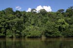 amazonas jungle 