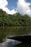 amazonas jungle 