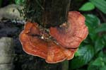 amazonas mushrooms 