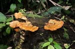 amazonas mushrooms 