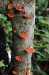 amazonas mushrooms 