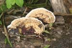 amazonas mushrooms 