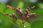 amazonas plants 