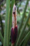 amazonas plants 