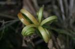 amazonas plants 