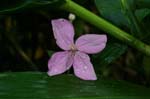 amazonas plants 