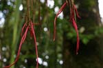 amazonas plants 