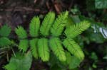 amazonas plants 