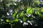 amazonas plants 