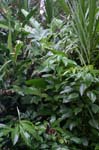 amazonas plants 