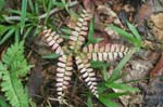 amazonas plants 