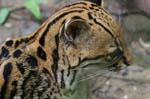 amazonas wild cats 