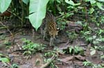 amazonas wild cats 