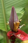 flowers banana flower