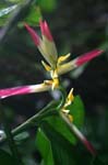 flowers heliconia pink 