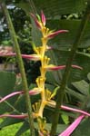 flowers heliconia pink 