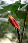 flowers heliconia red 