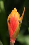 flowers heliconia red 