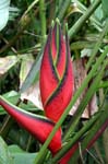 flowers heliconia red 