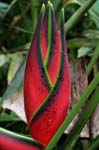 flowers heliconia red 