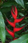 flowers heliconia red 