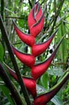 flowers heliconia red 